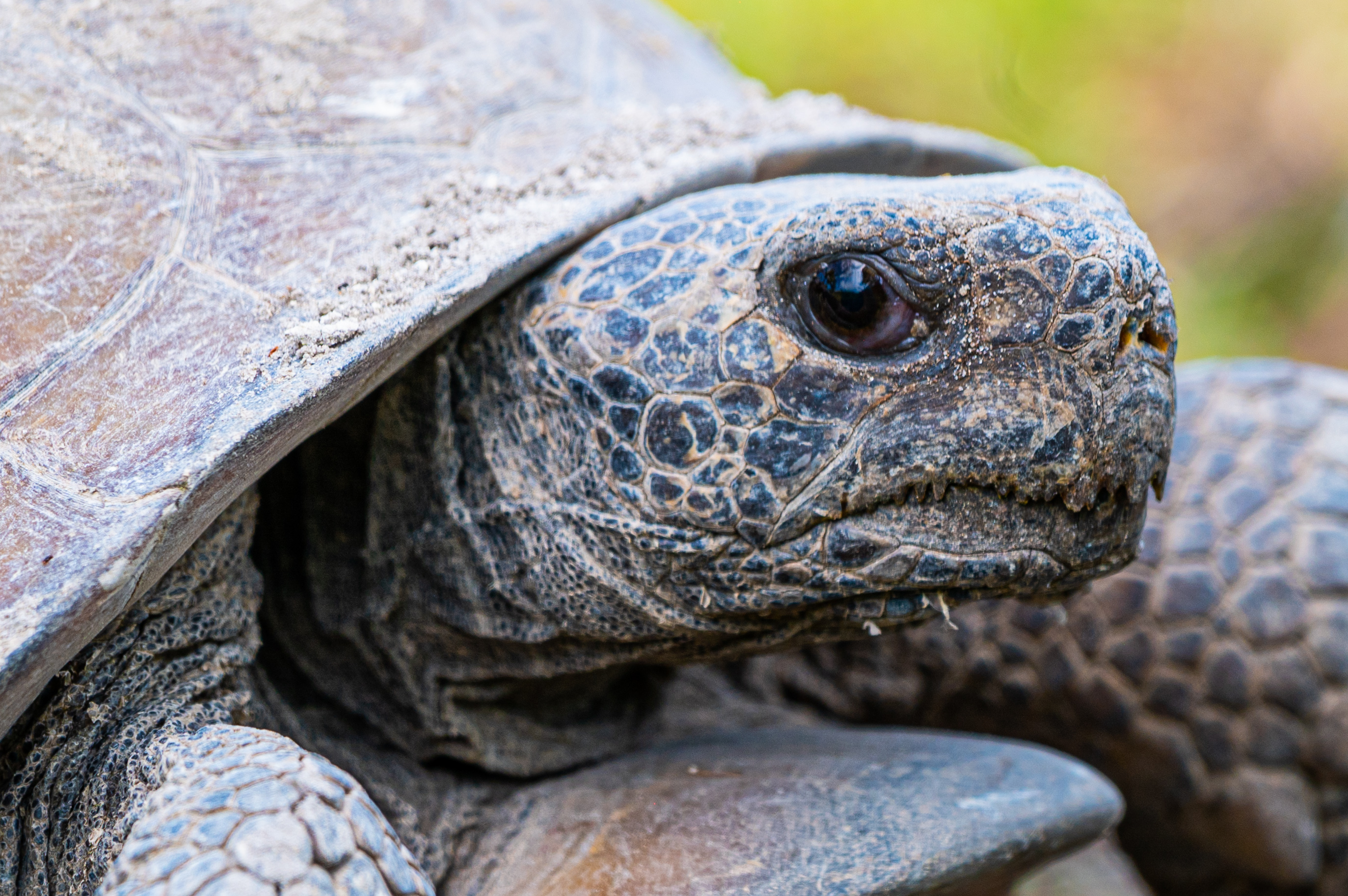 Gopher Tortoise