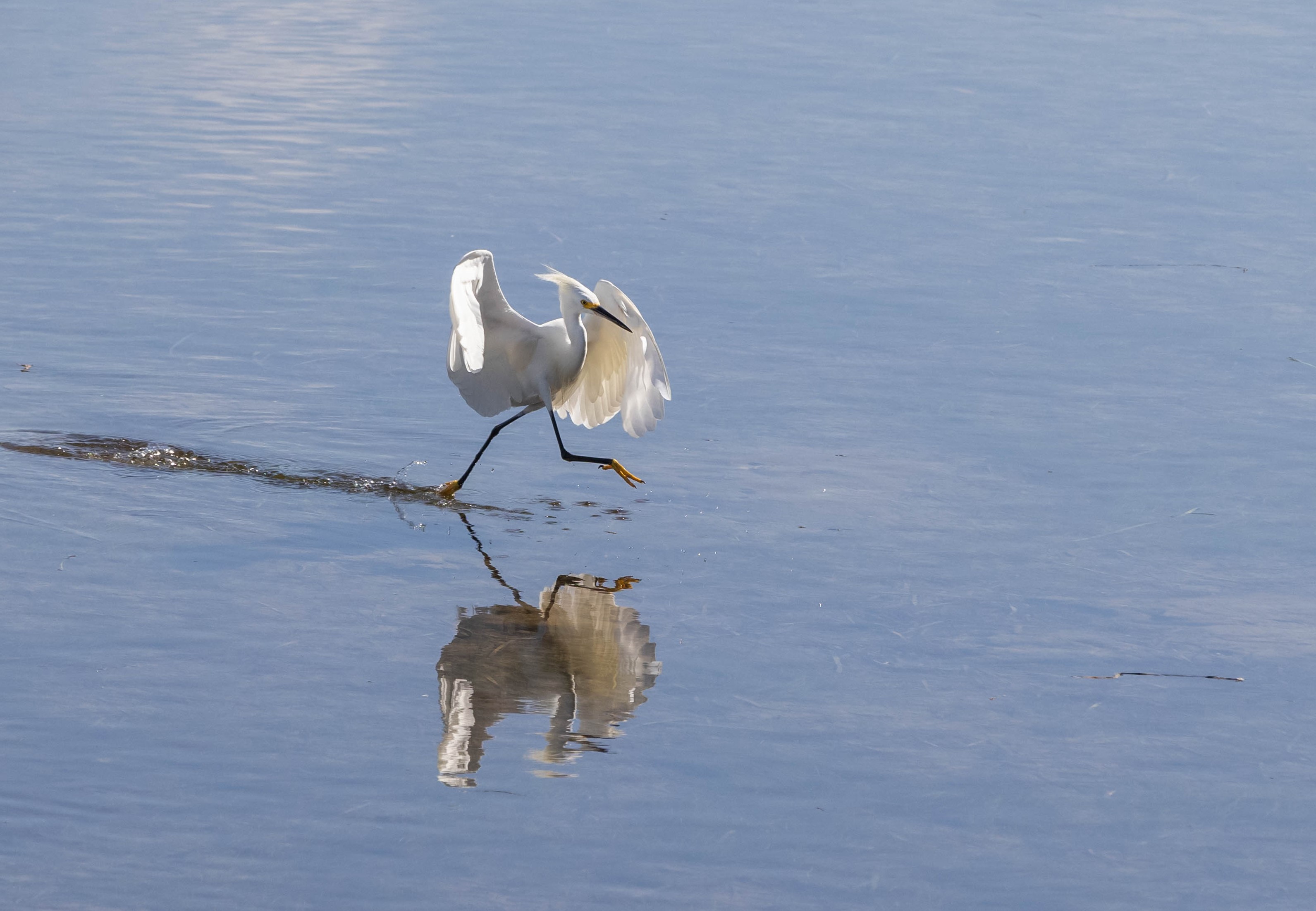 Snowy Egret