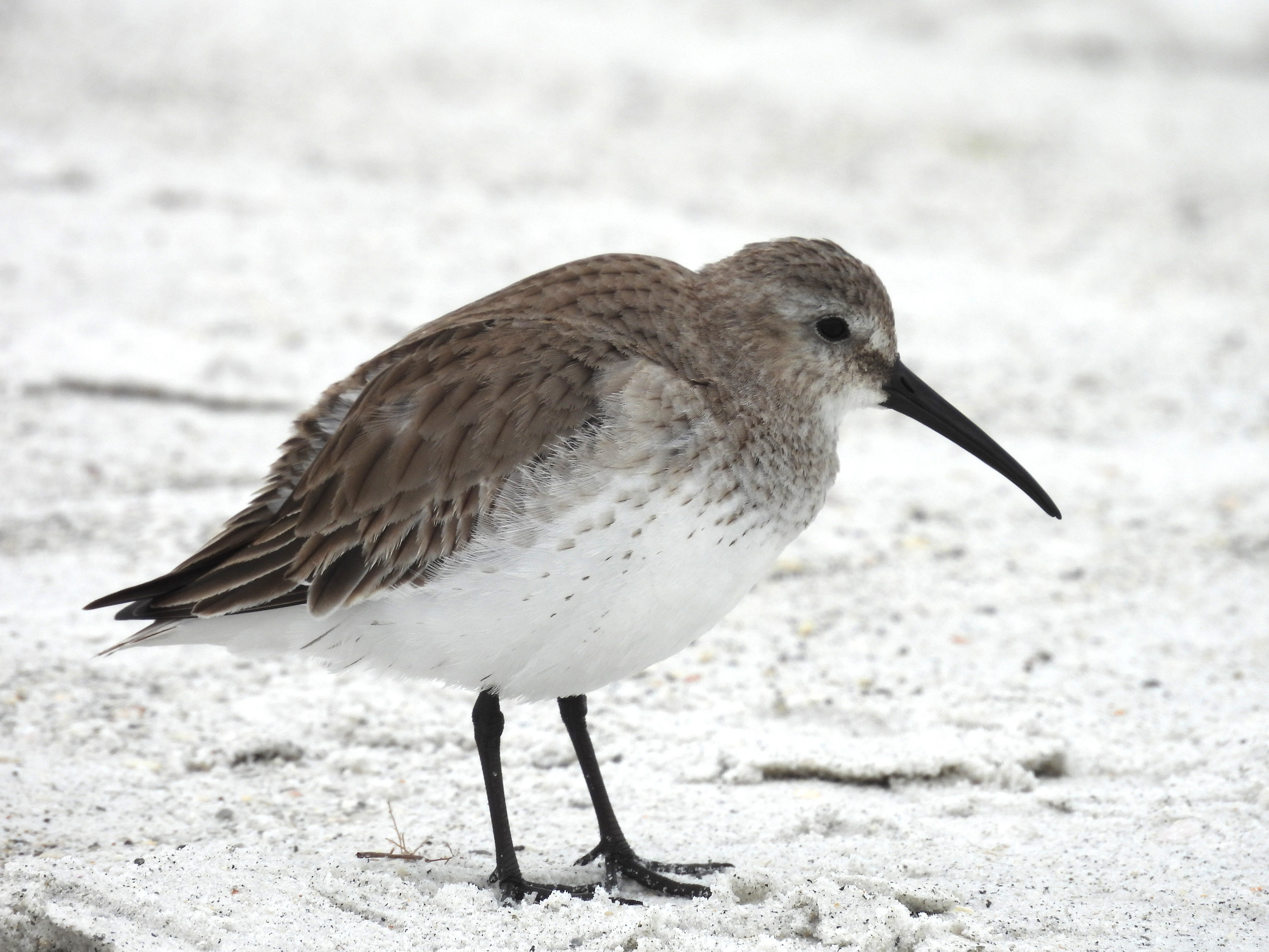 Dunlin