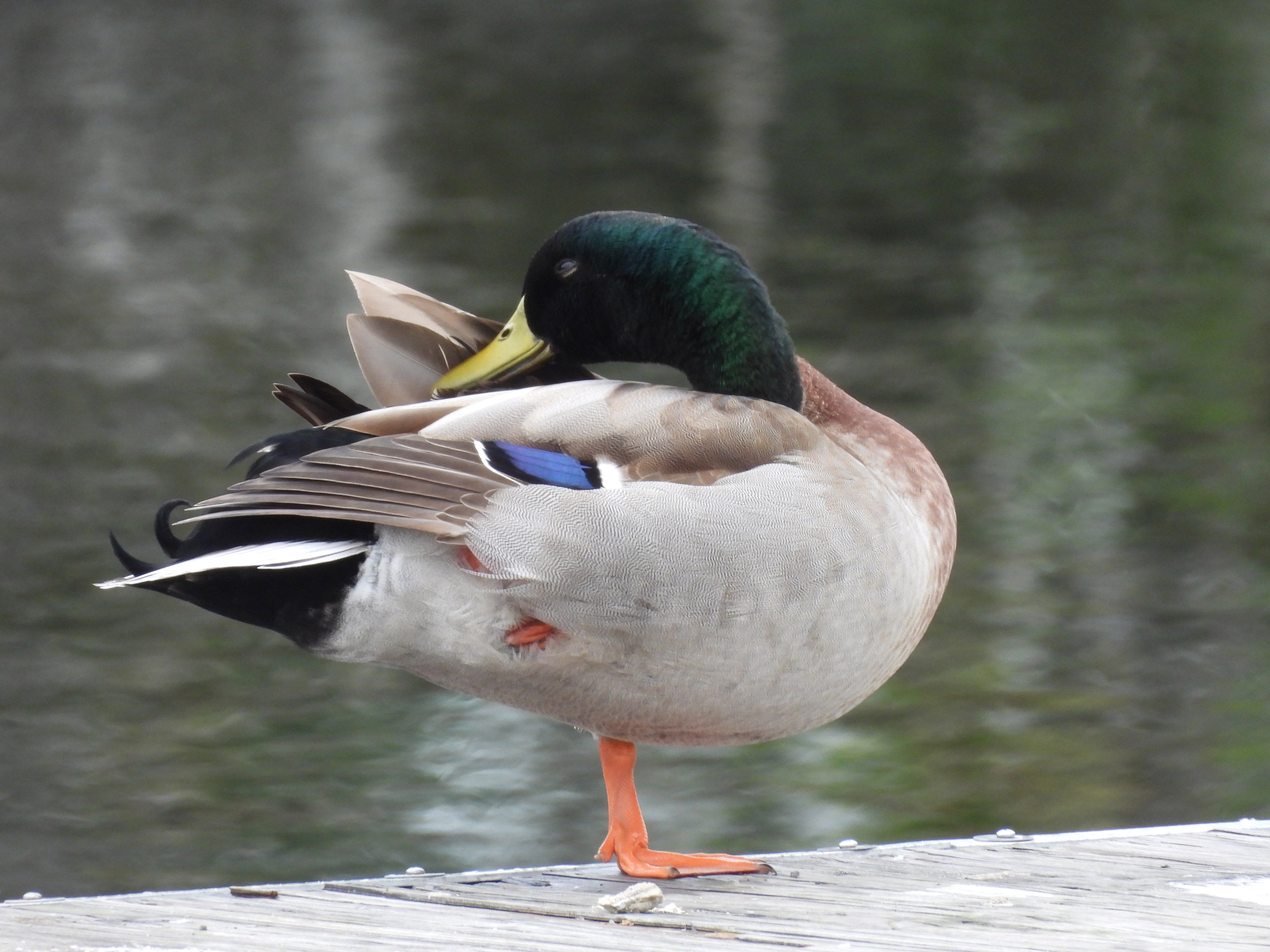 mallard