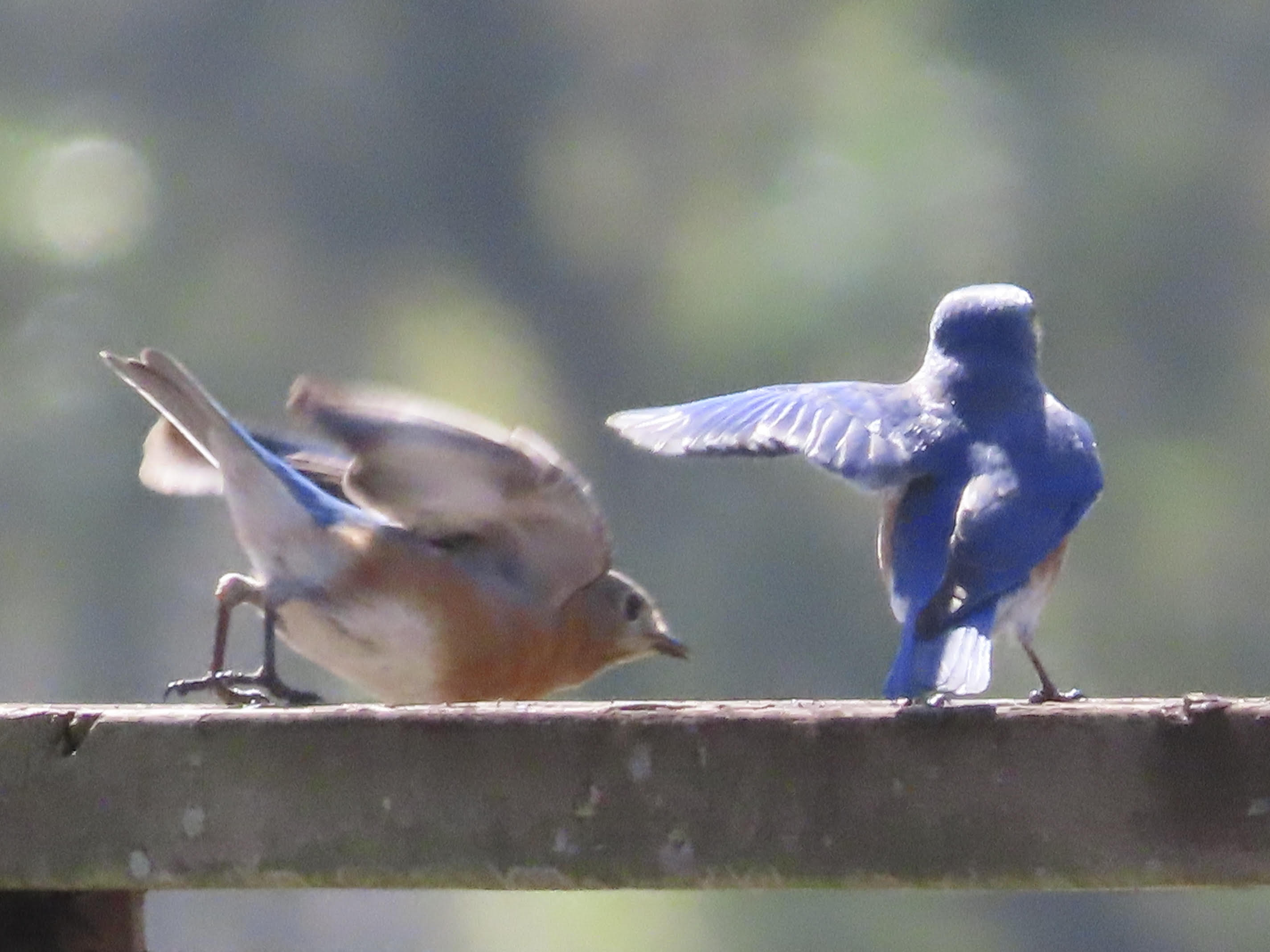 Bluebirds