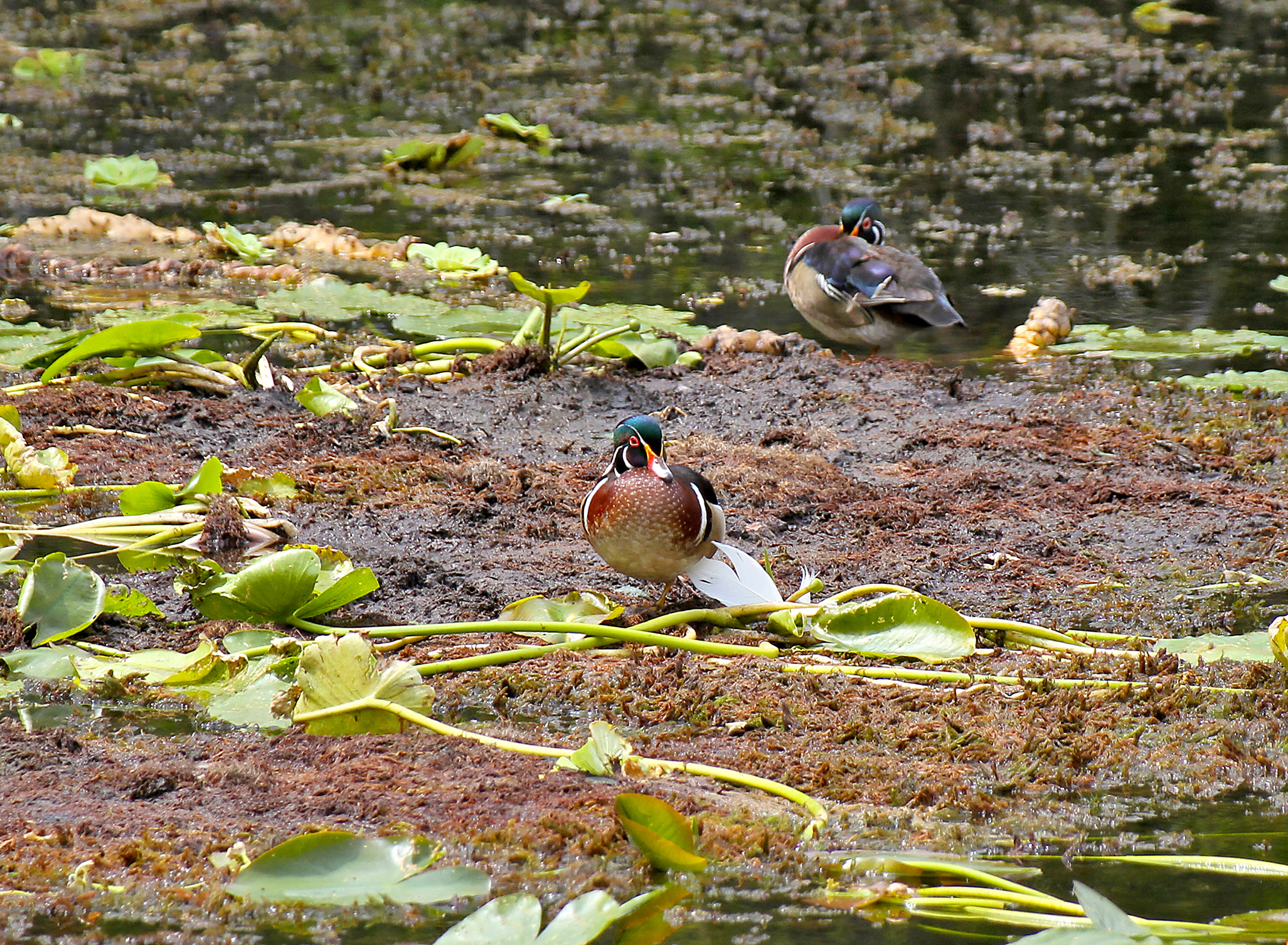 Wood Ducks