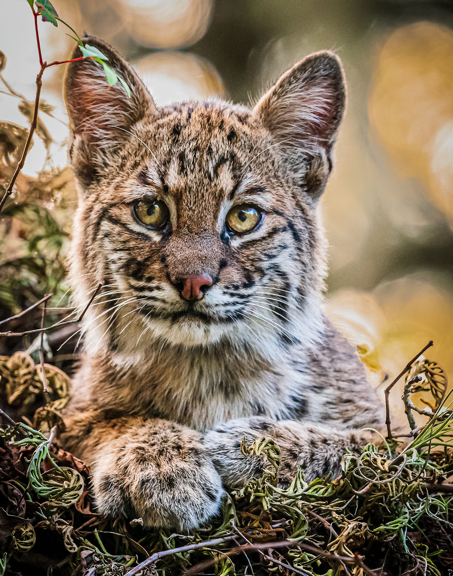 BobCat Kitten