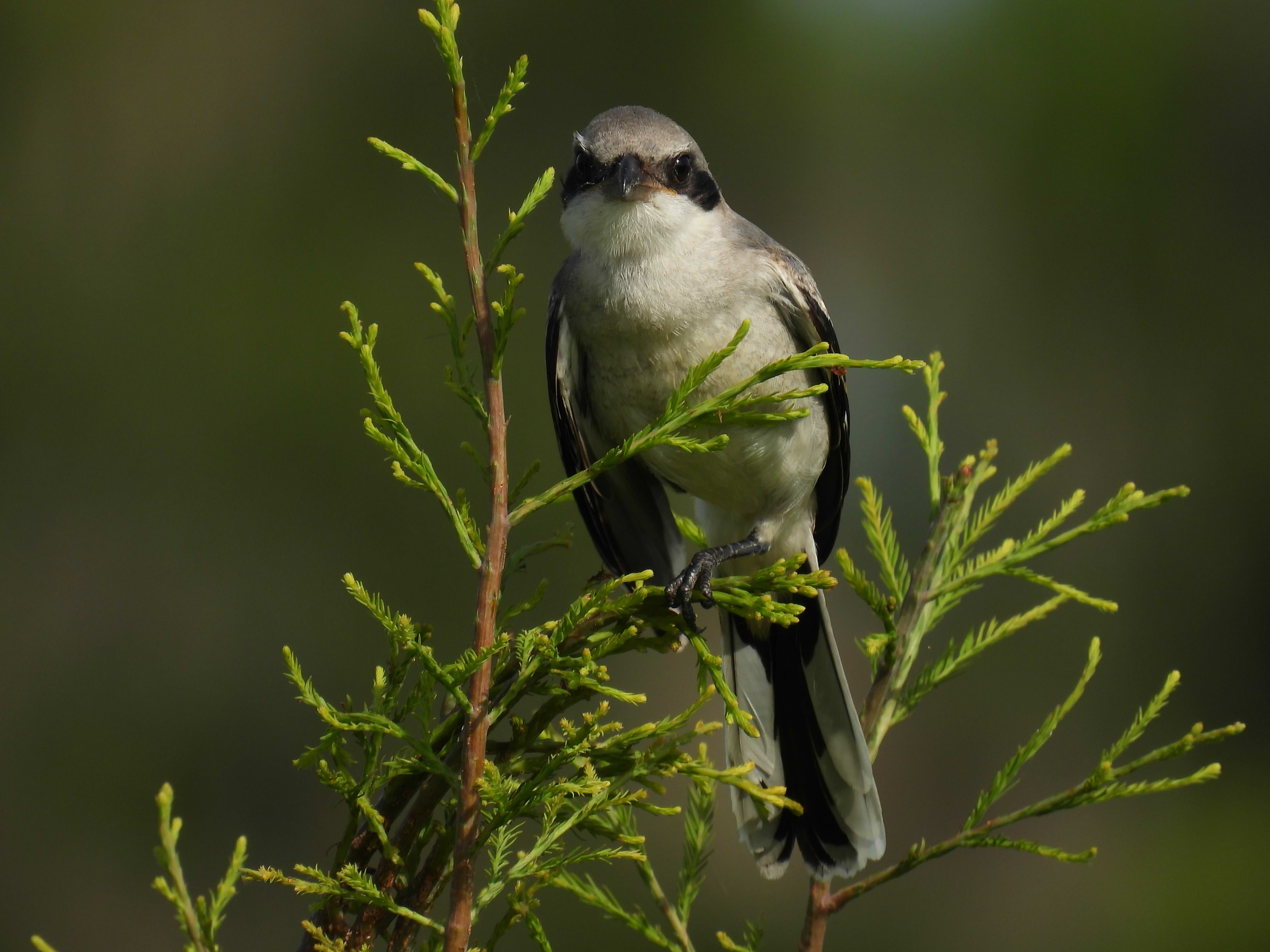 Shrike