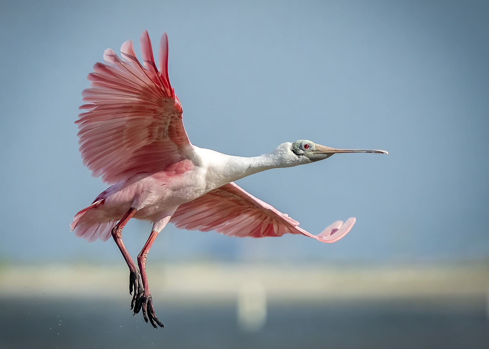 Spoonbill