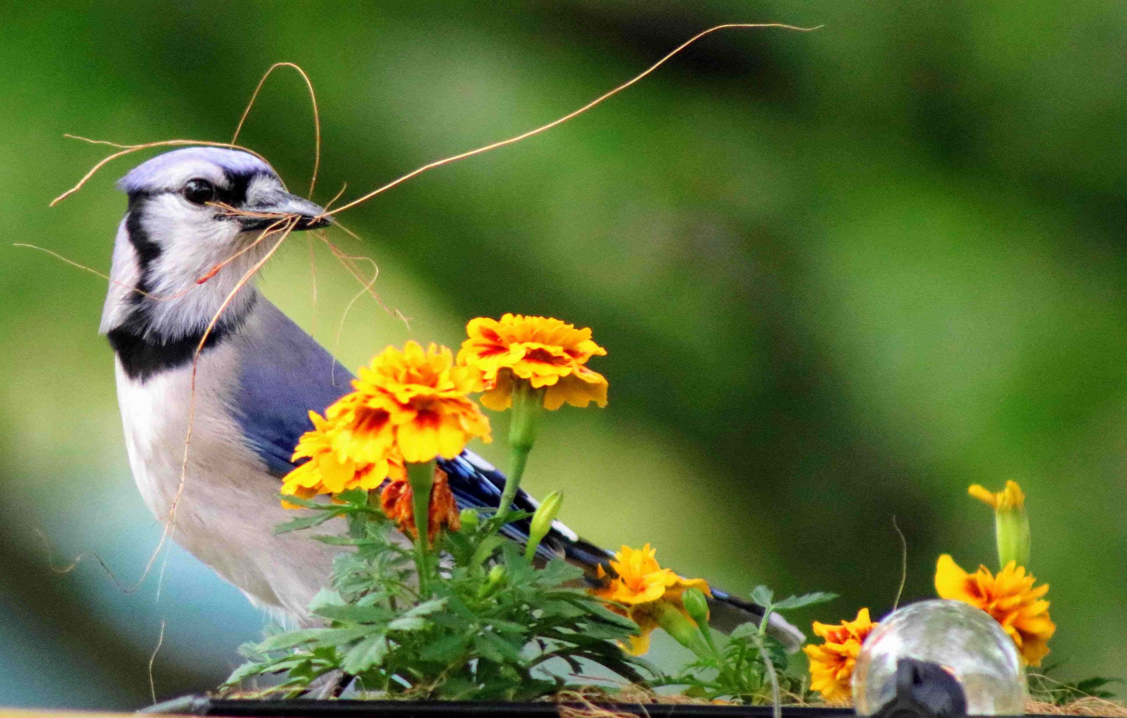 Blue Jay