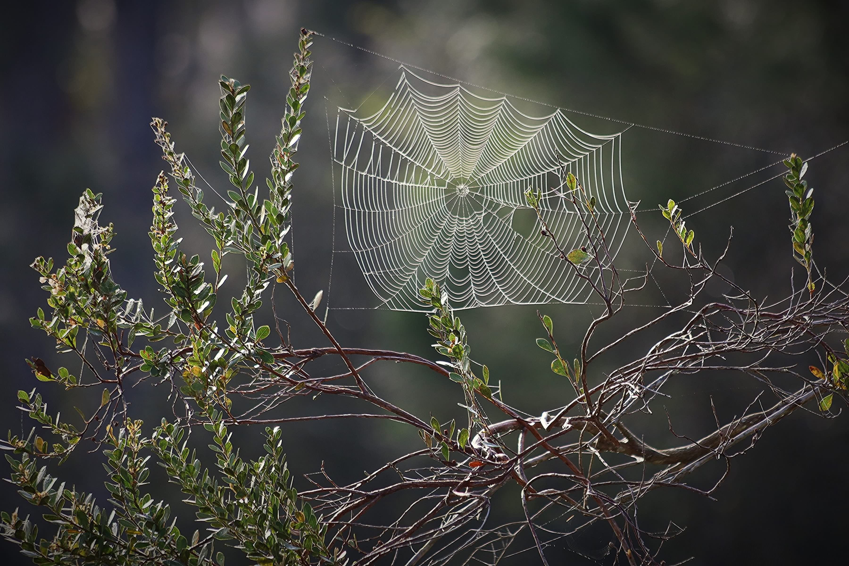 Spider Web