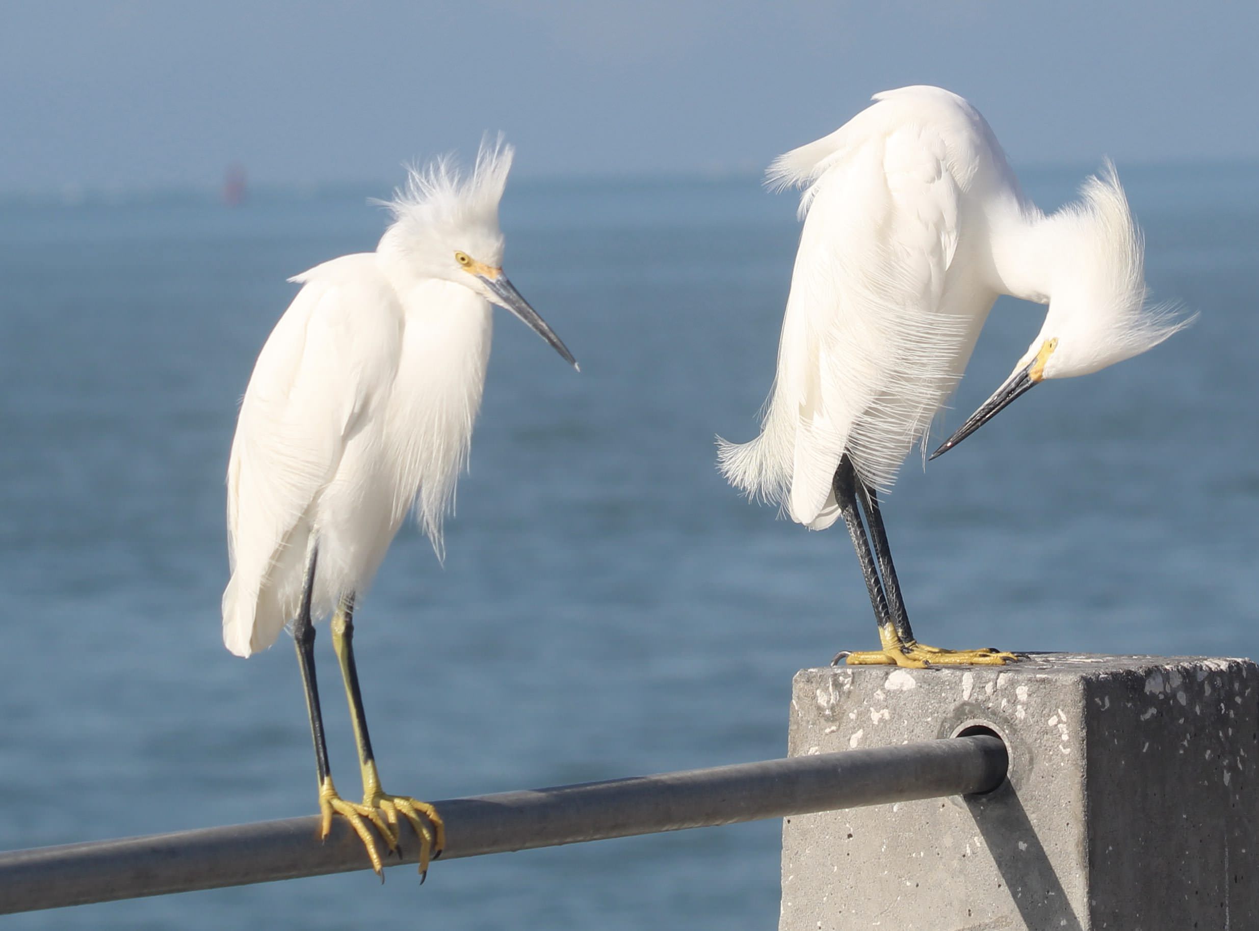 Windy