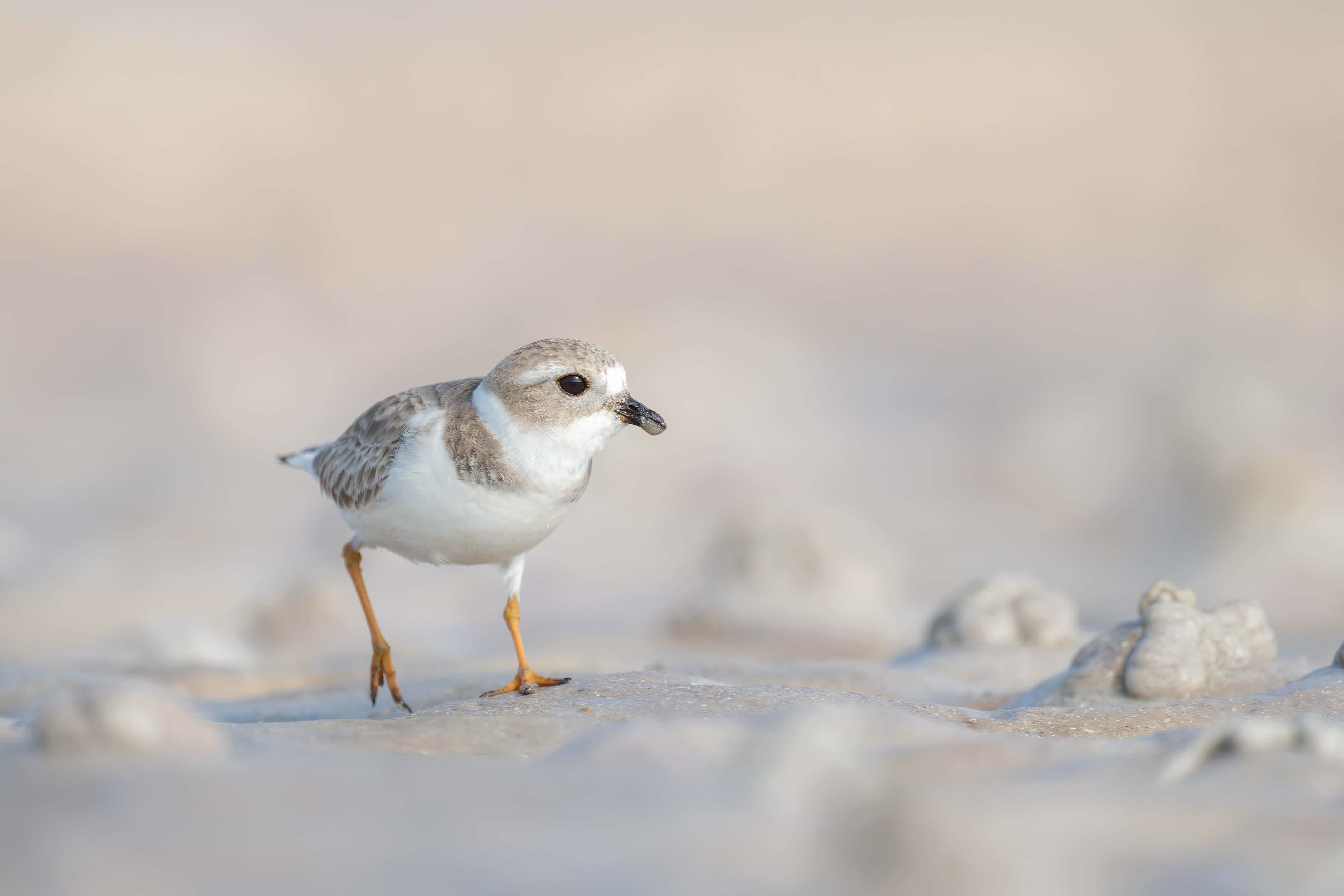 Plover