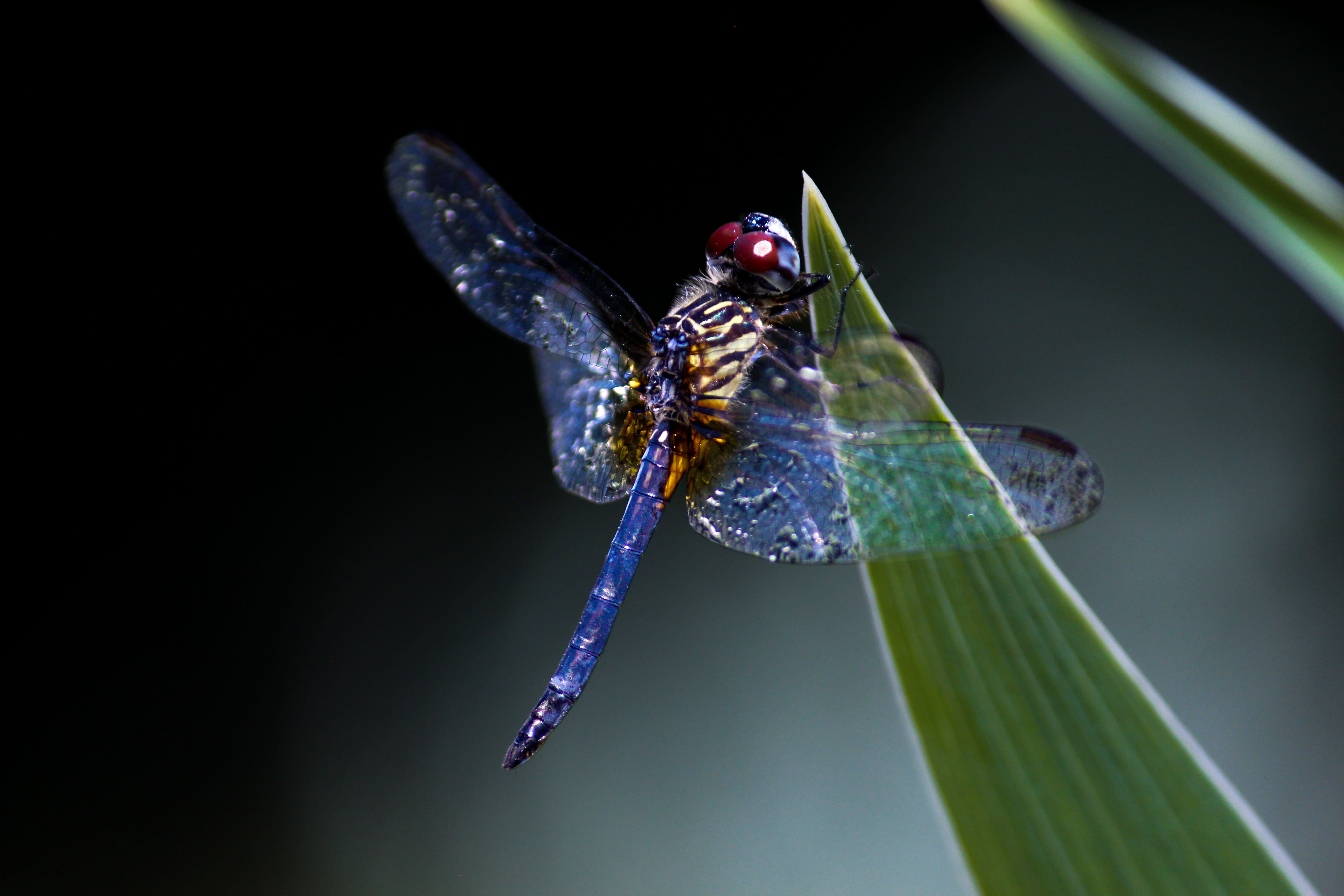 Dragonfly