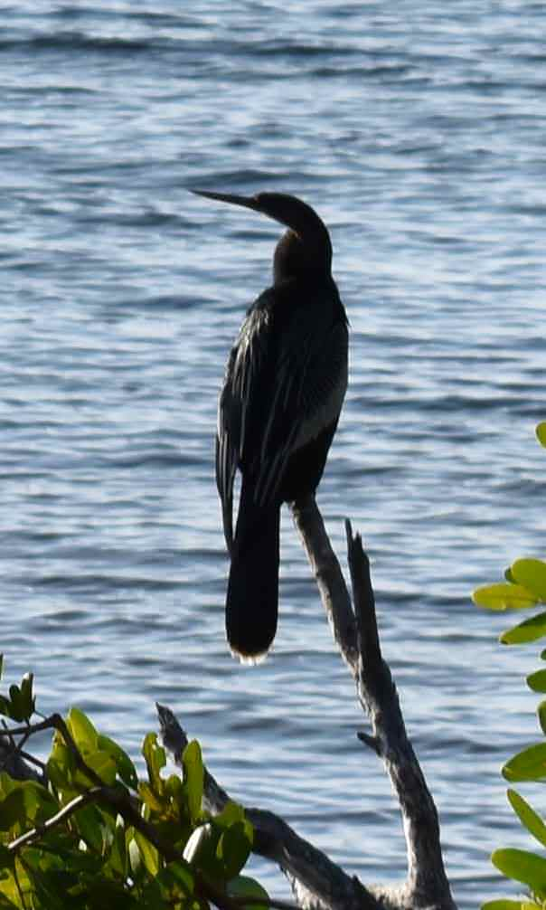 Anhinga