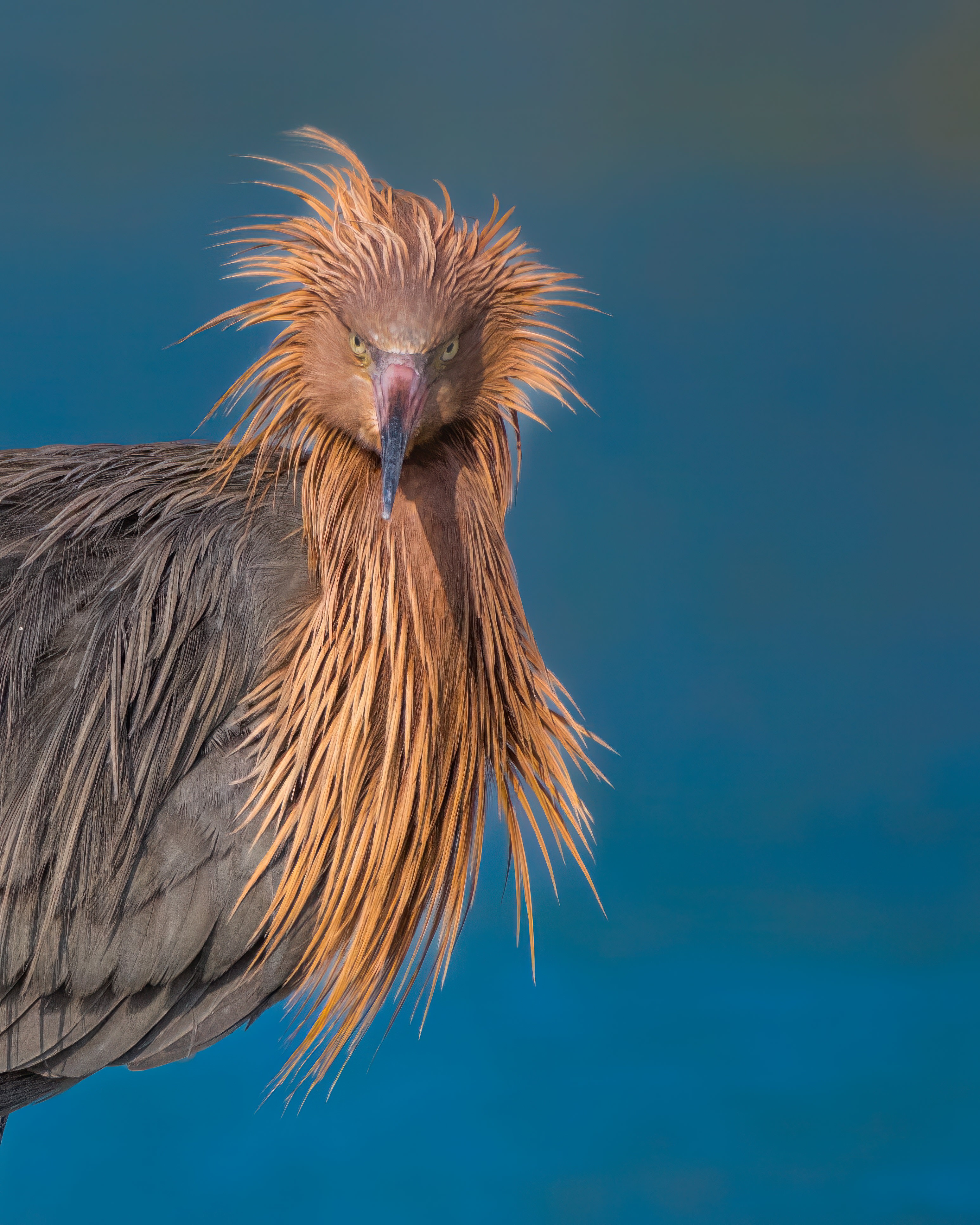 Reddish Egret