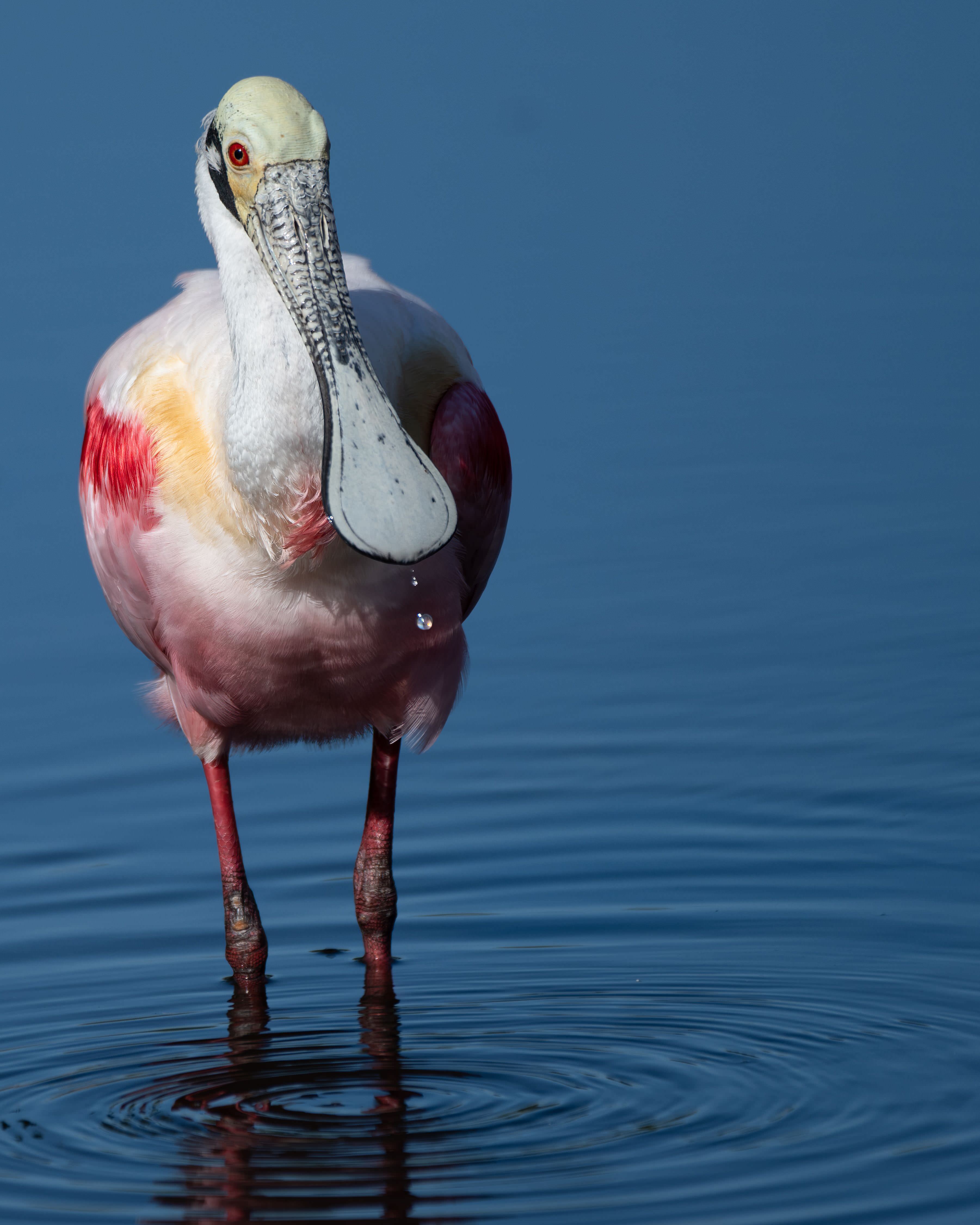 Spoonbill