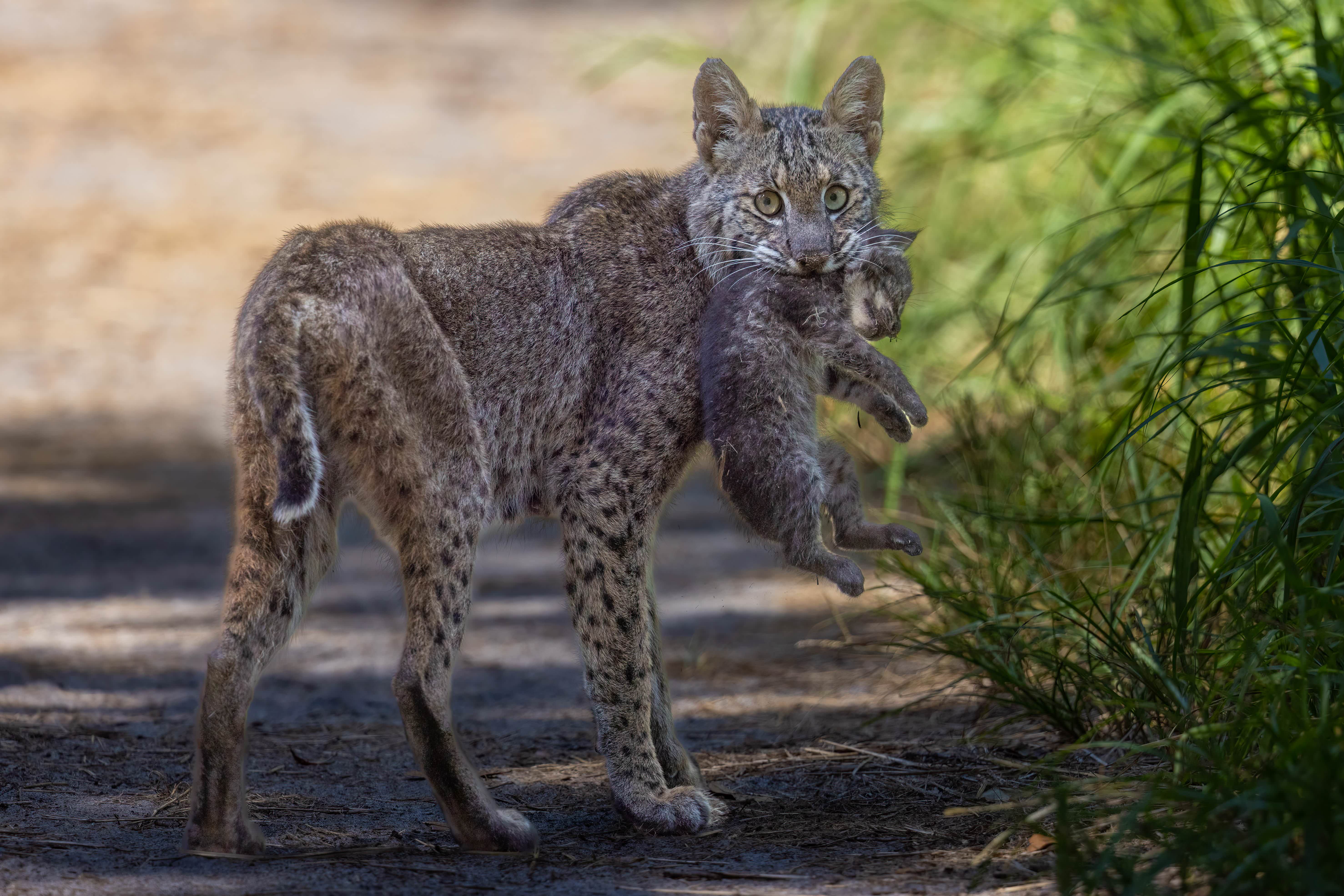 Bobcat