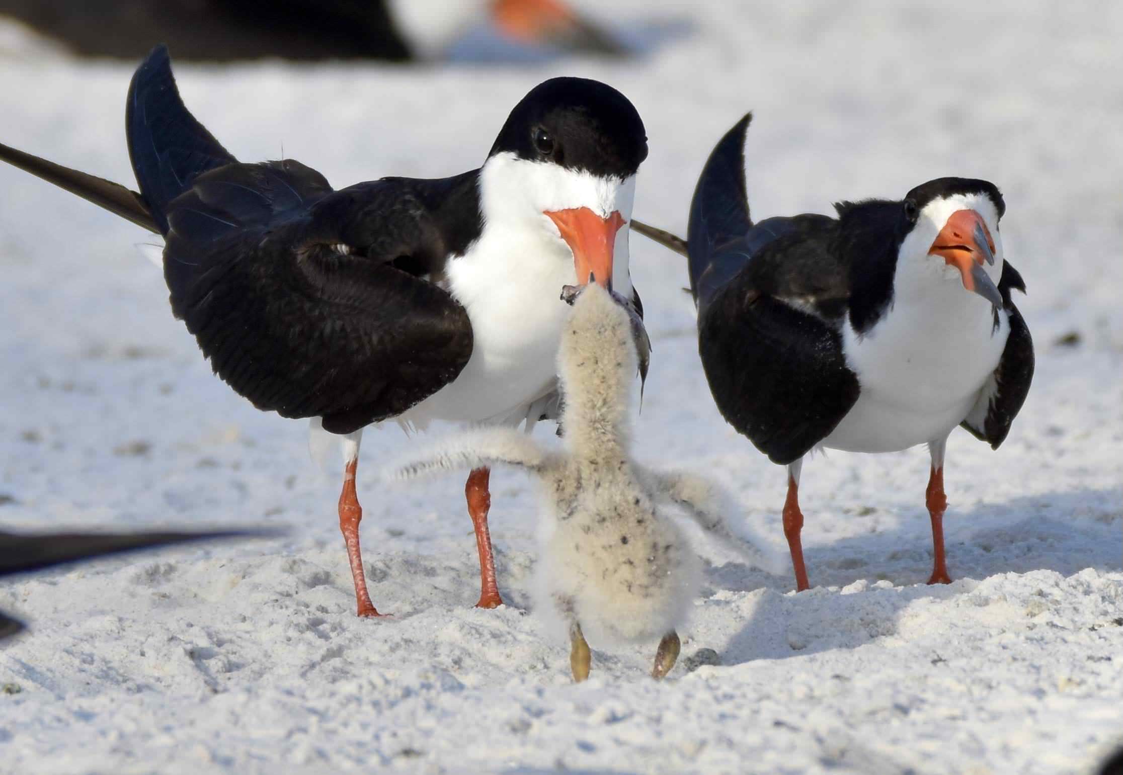 Blk Skimmers