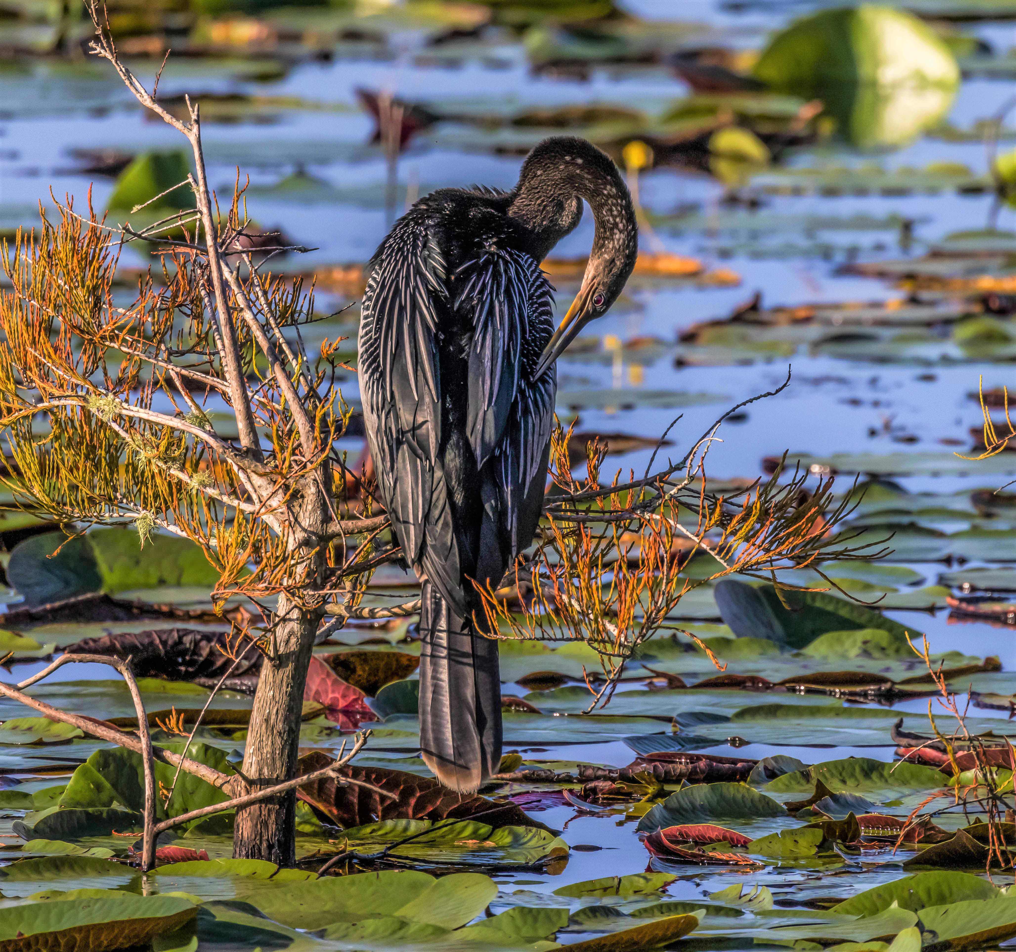 Anhinga