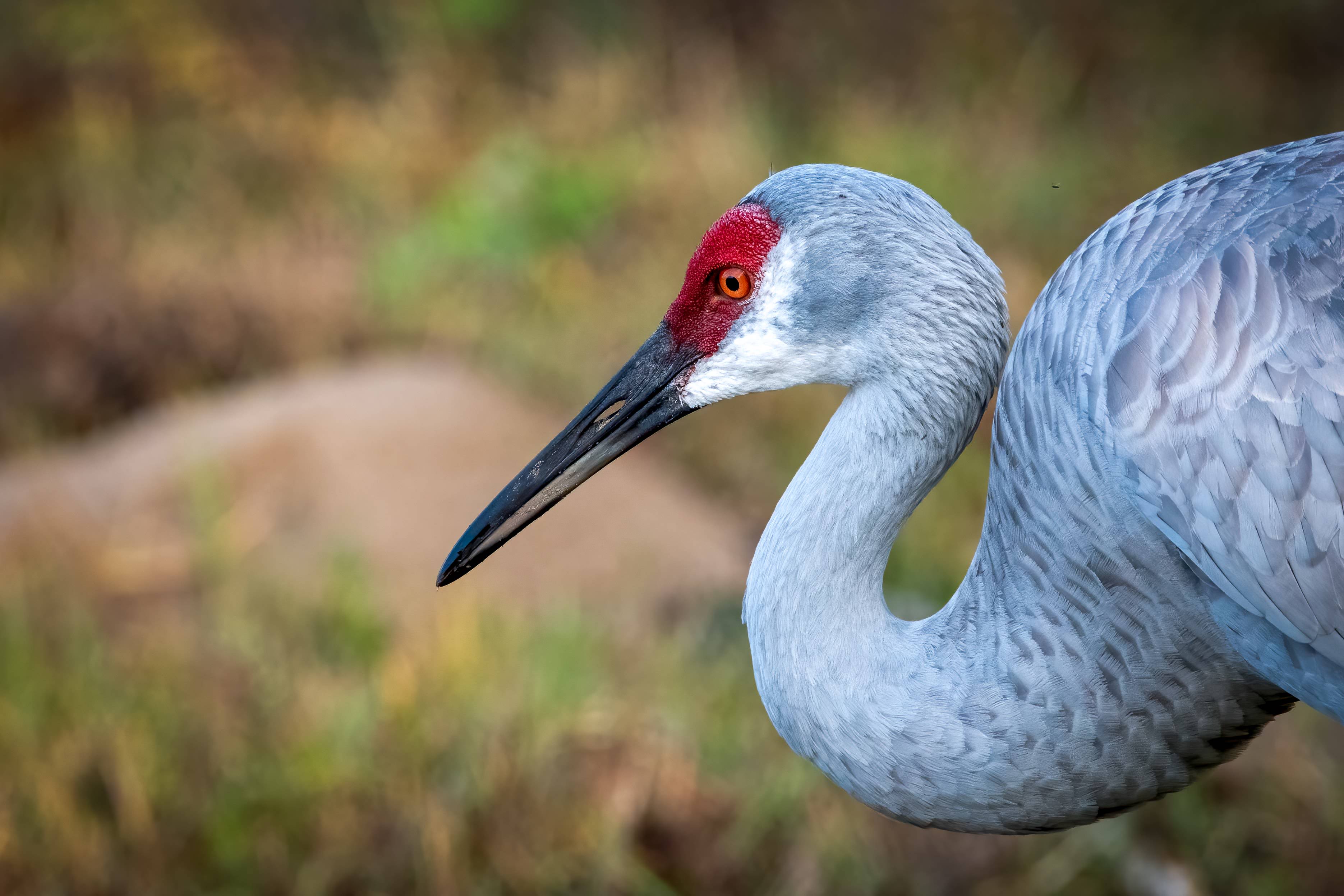 Sandhill Crane