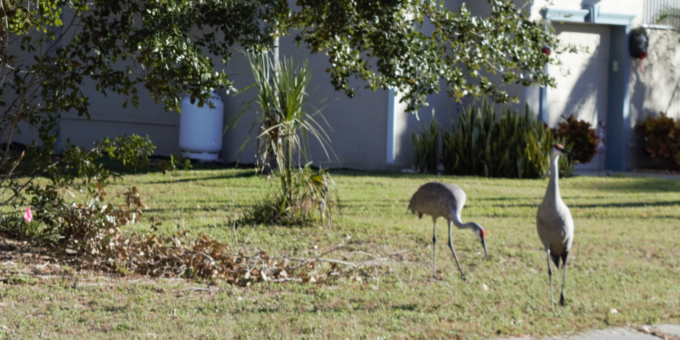 Sandhill Cranes