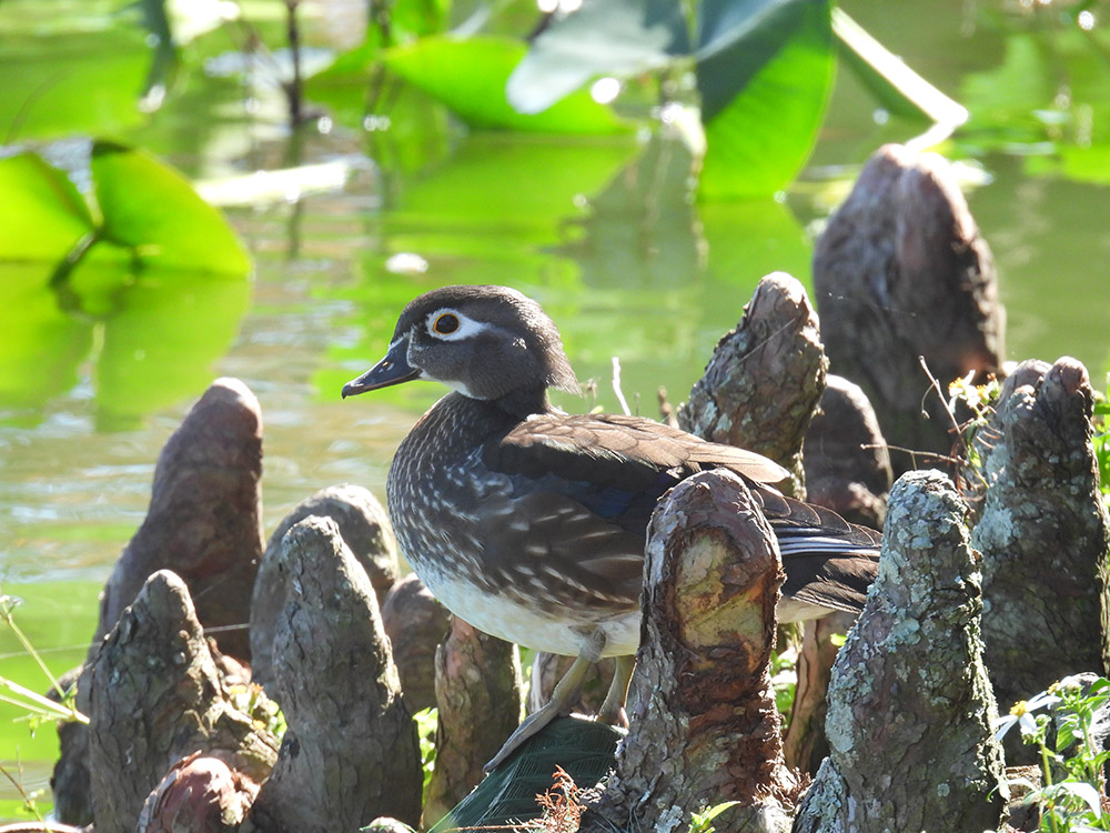 WoodDuck