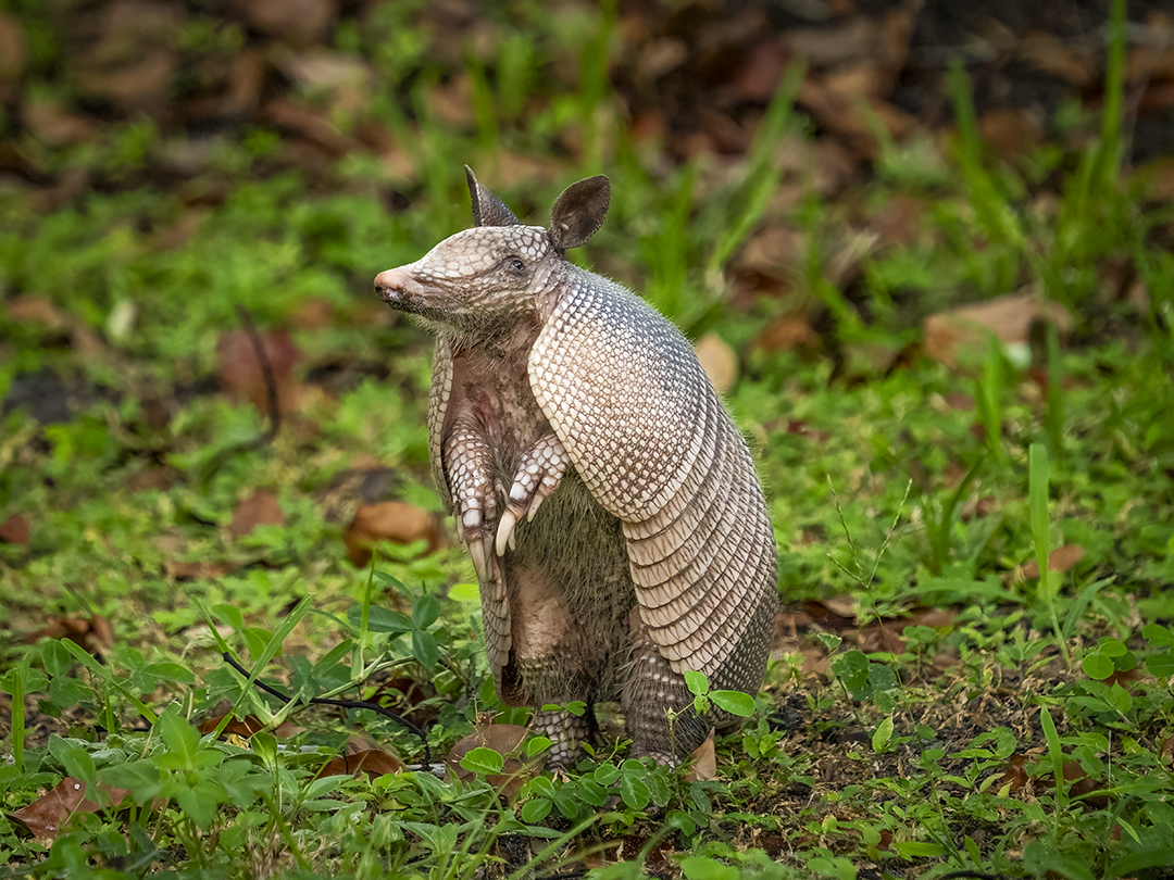 Armadillo