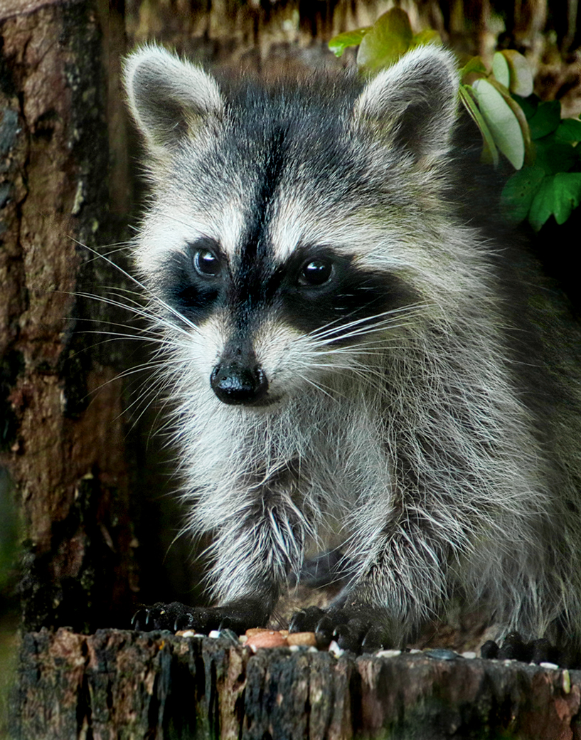 Racoon