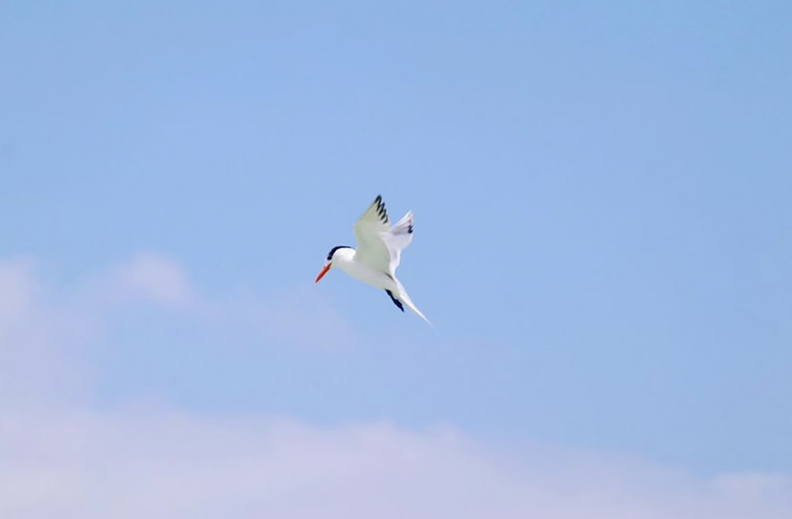 Tern