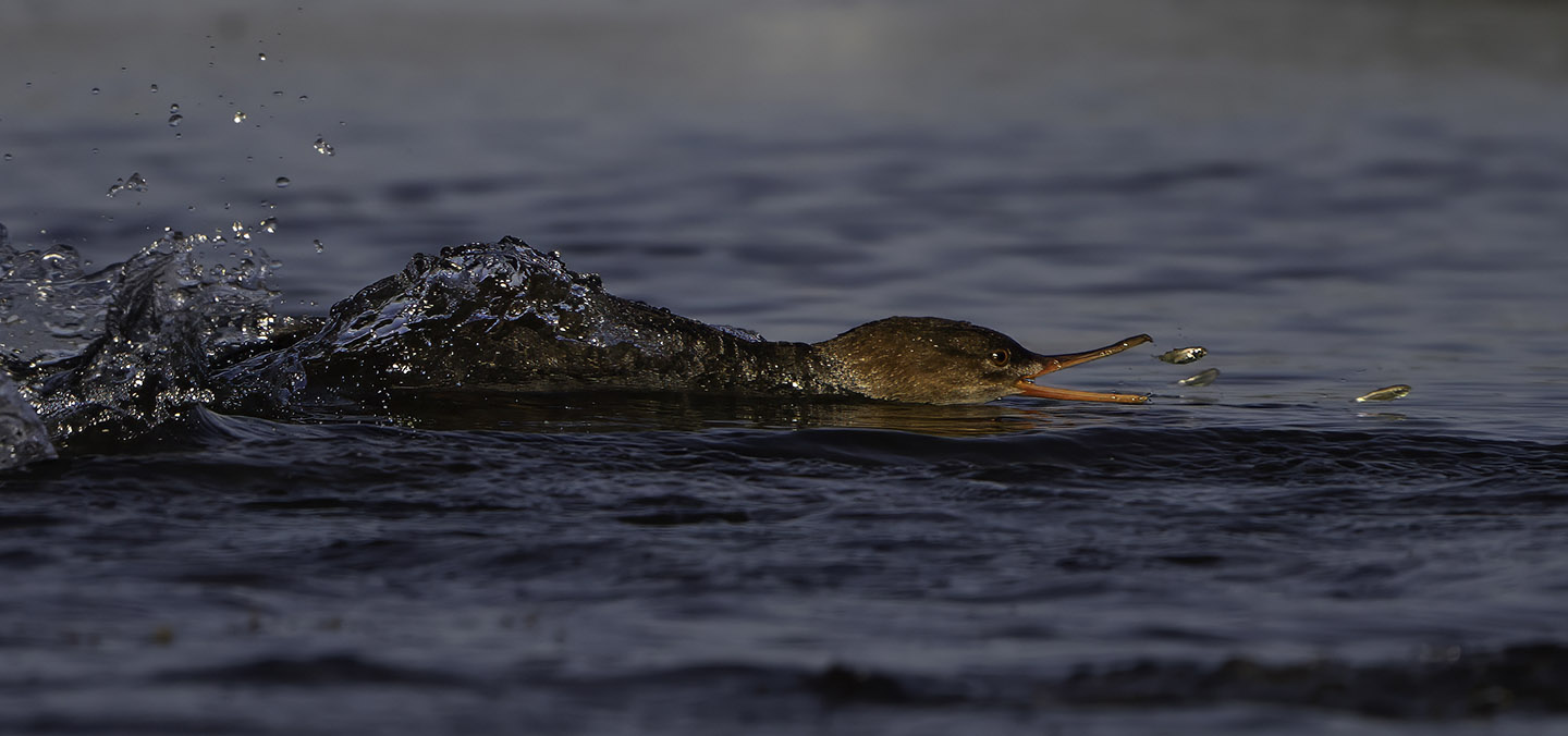 Merganser