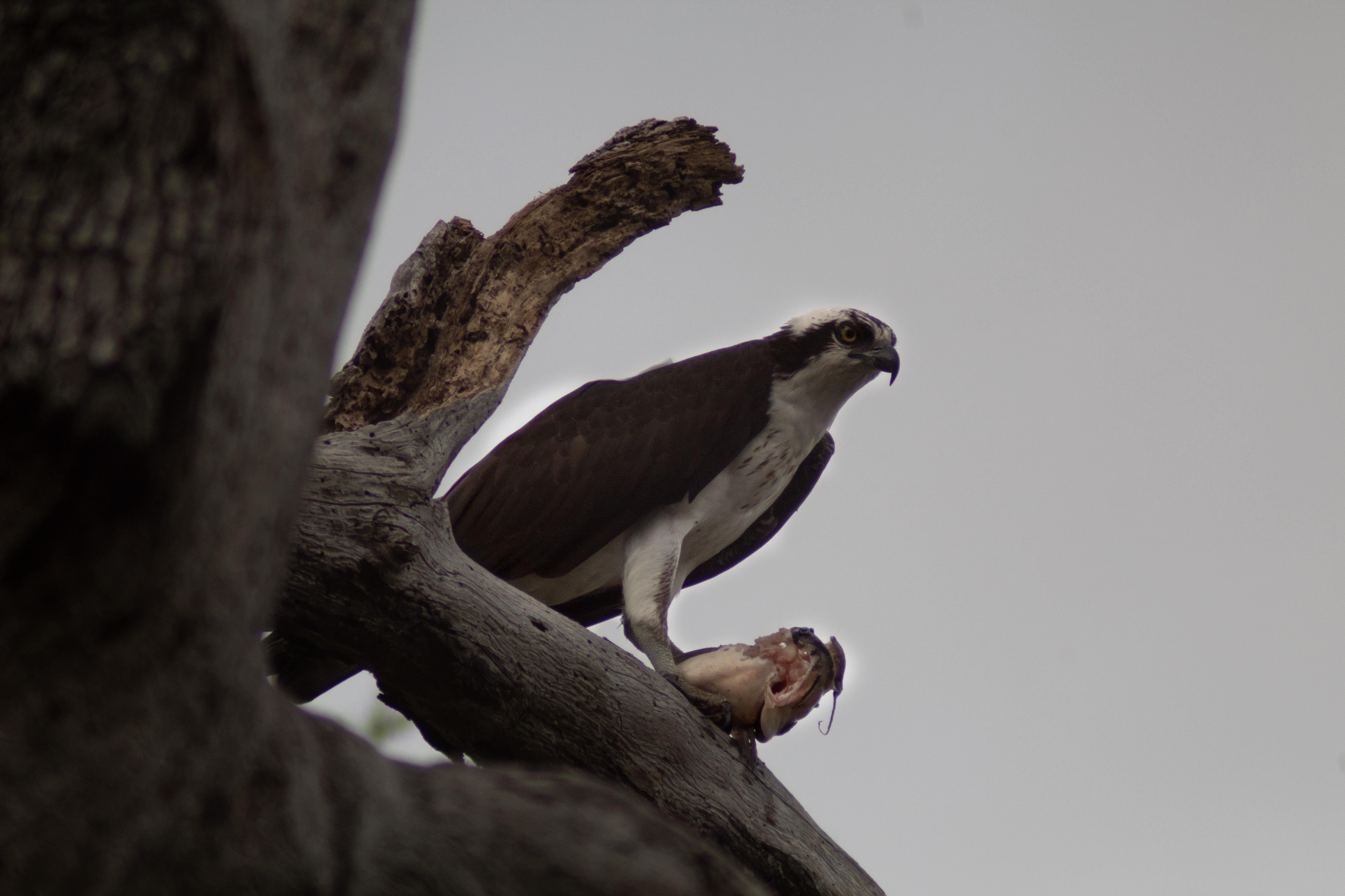 Osprey