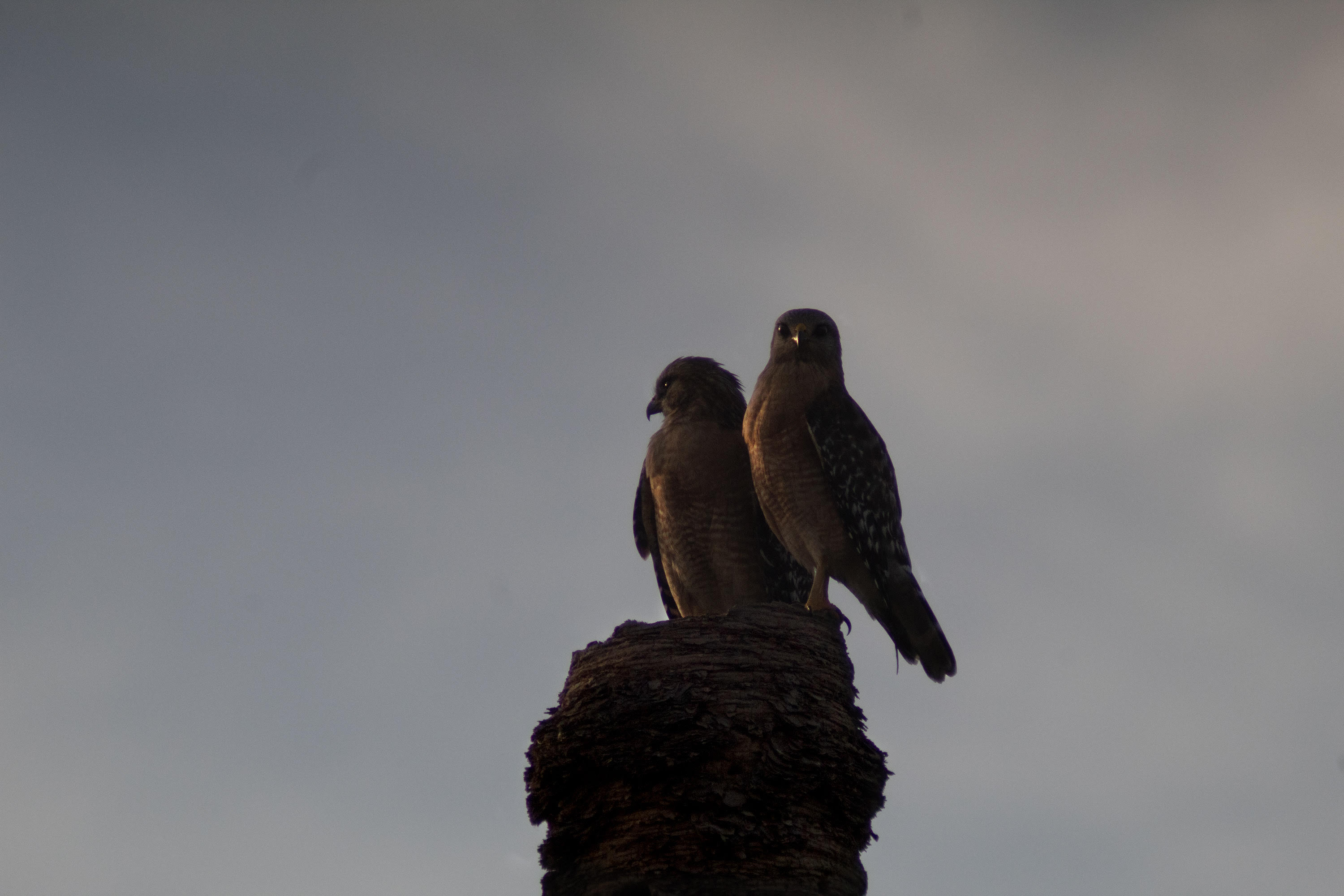 Red Shouldered