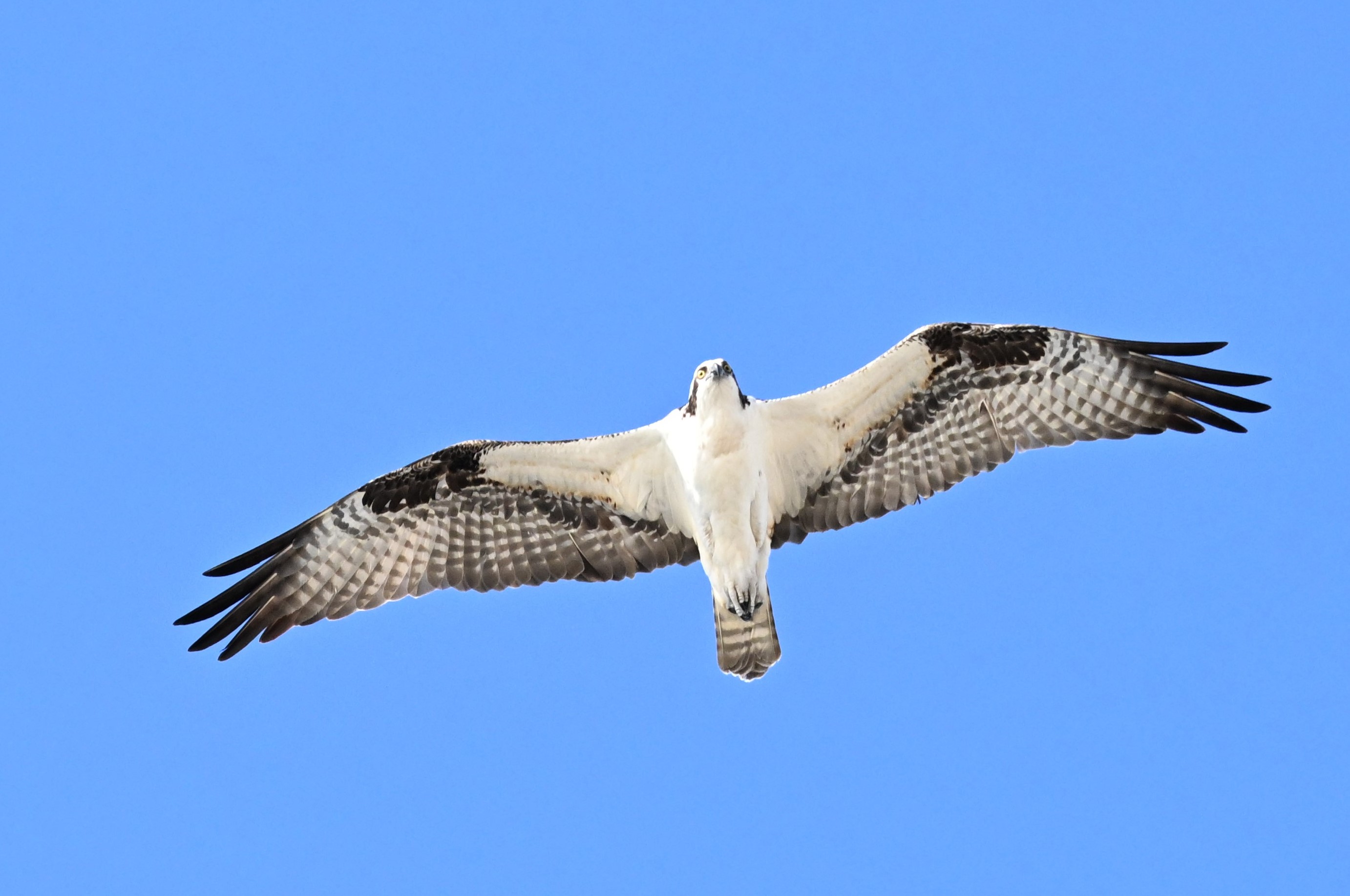 Osprey