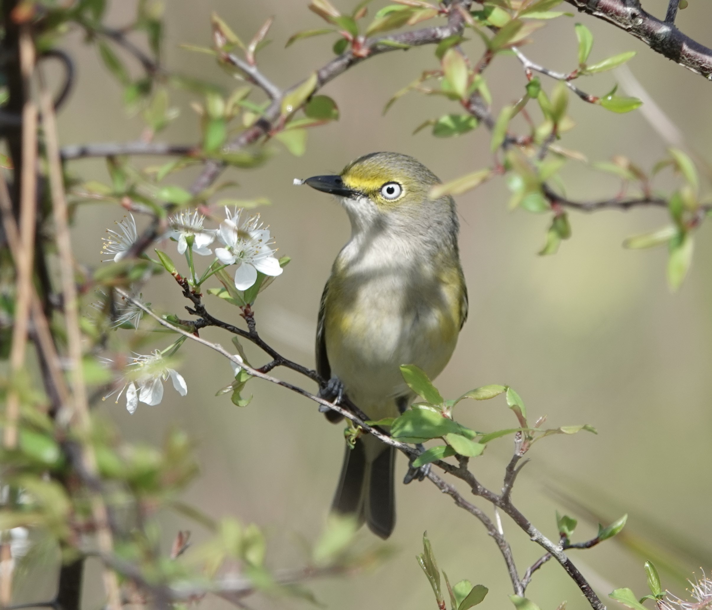 Vireo