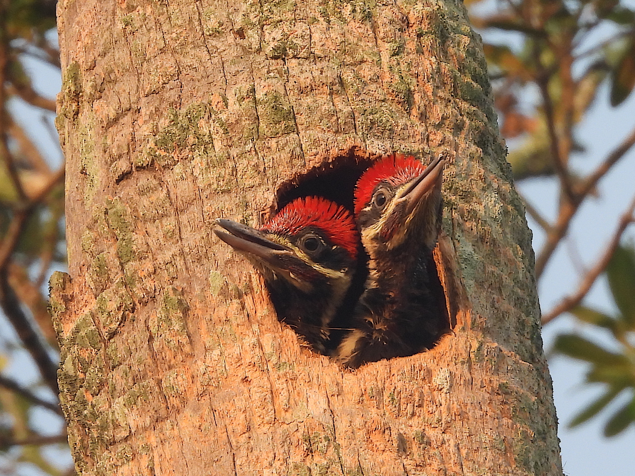 Woodpeckers