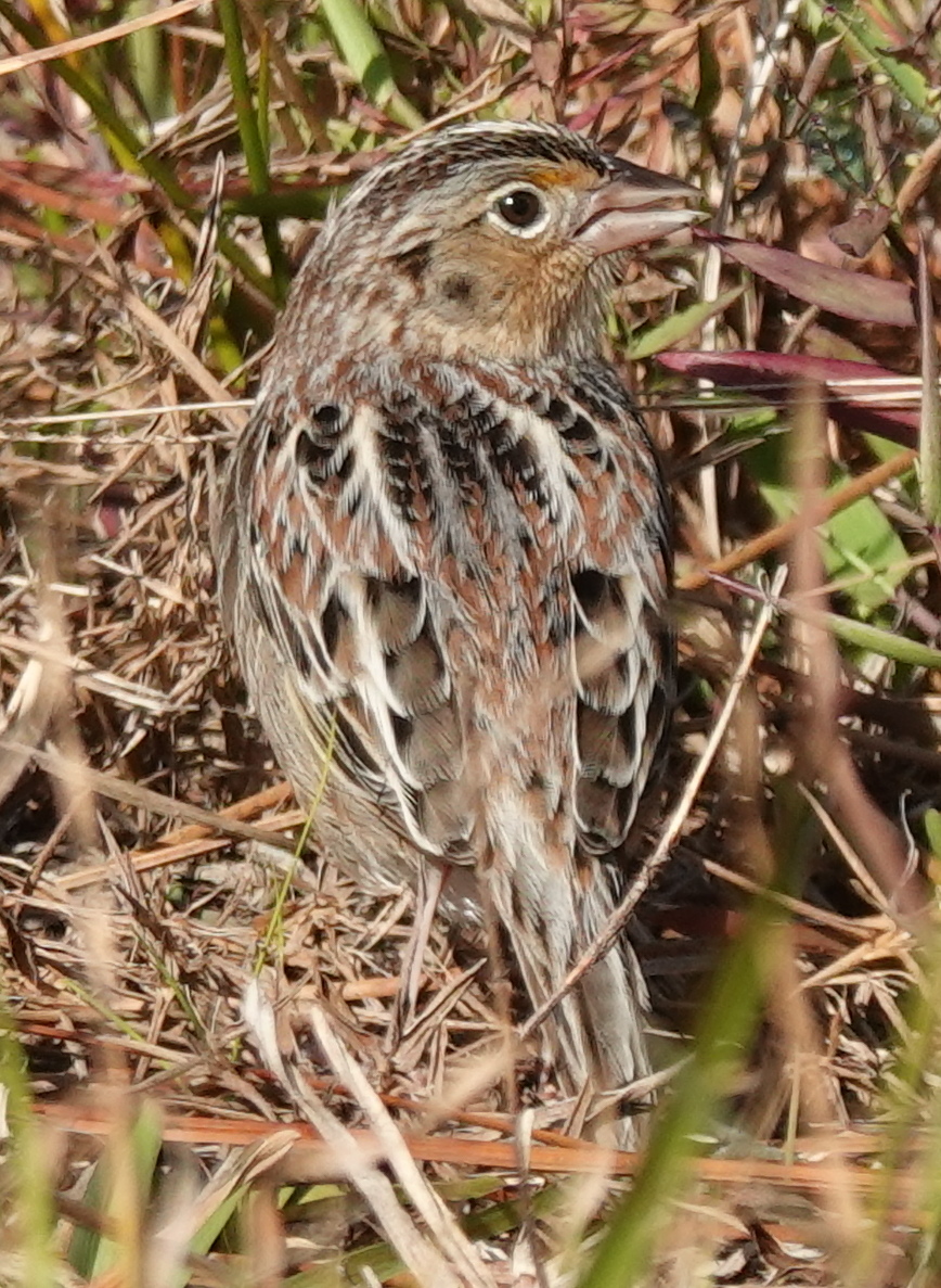 Grasshoper Sparrow