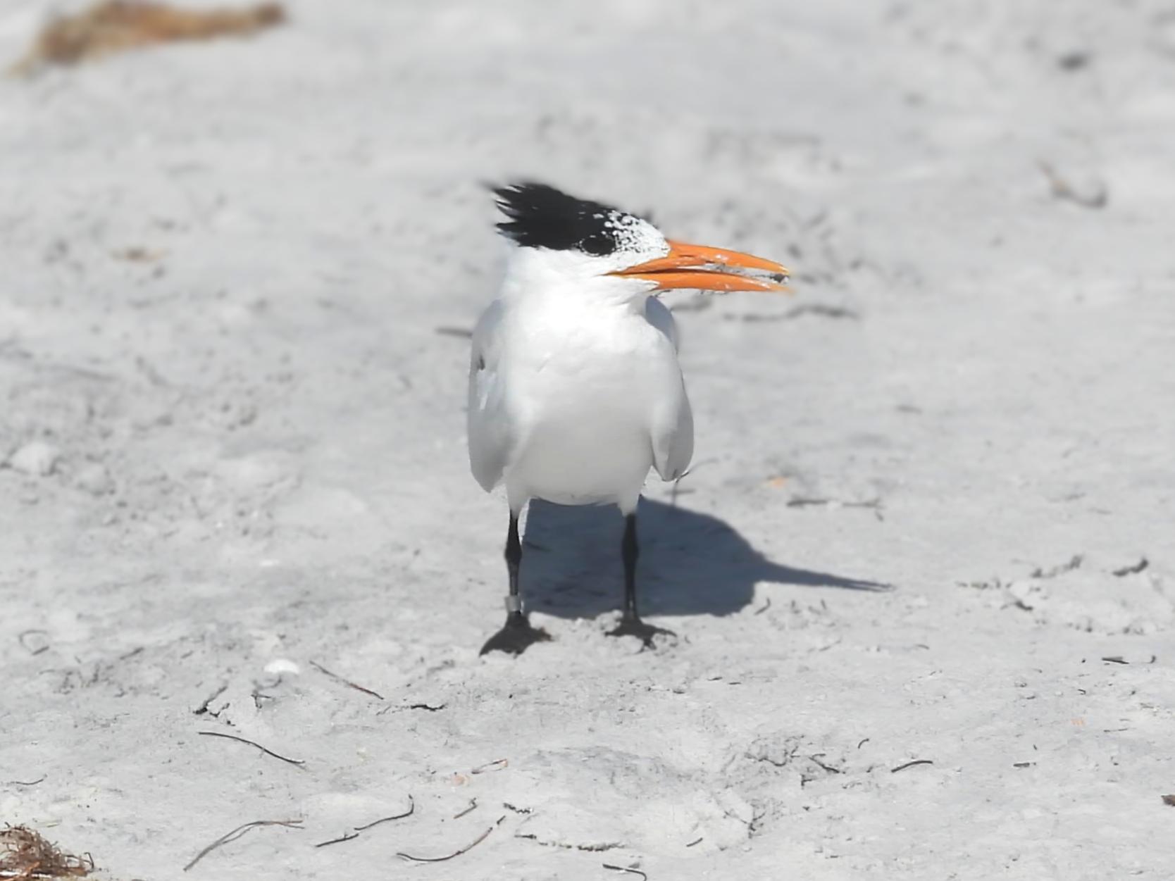 Royal Tern