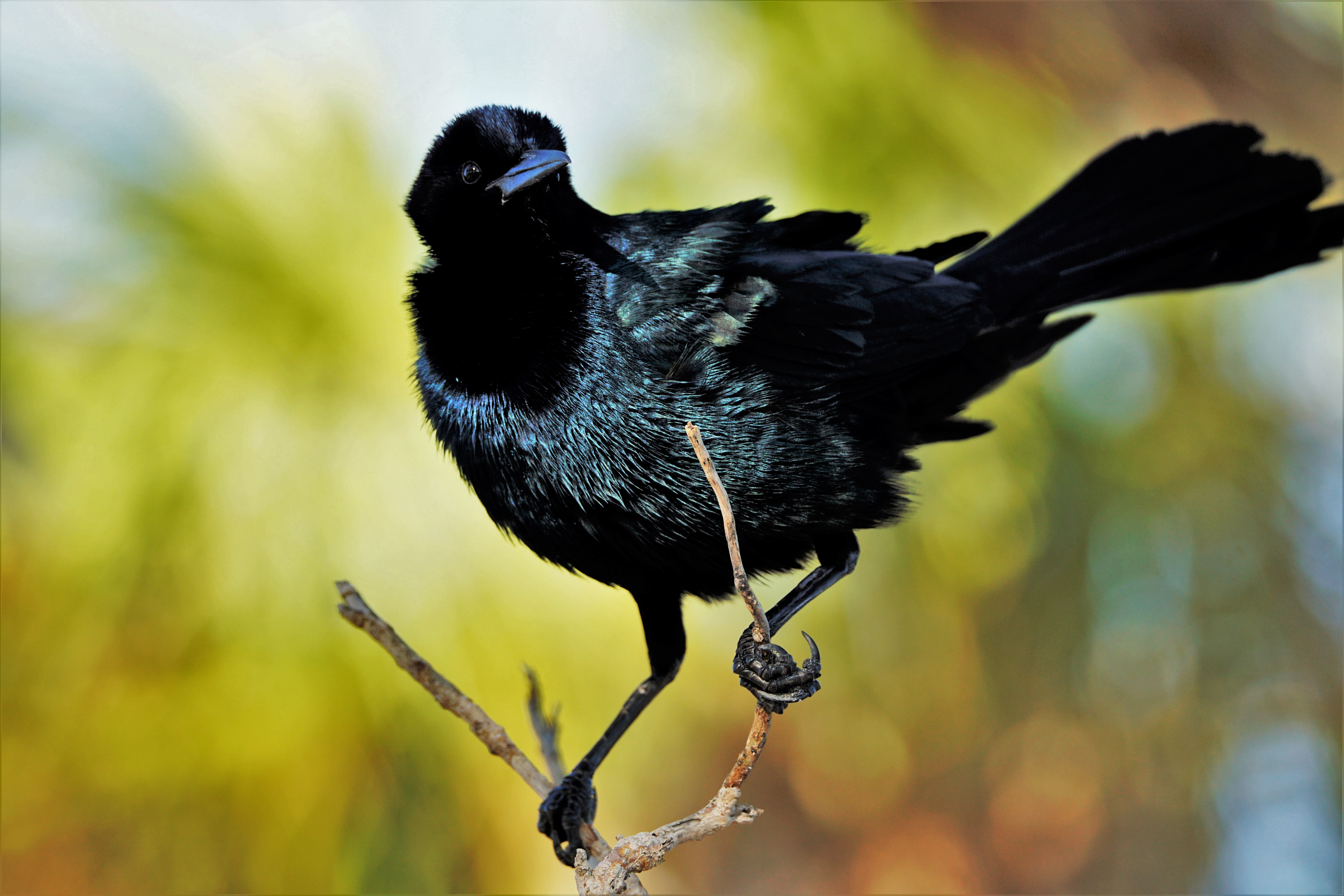 Grackle
