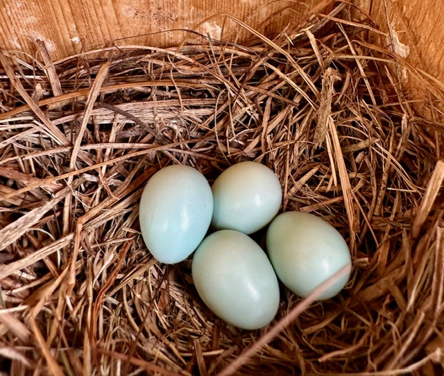 EBB Eggs