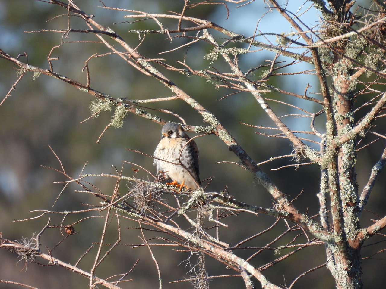 Kestrel