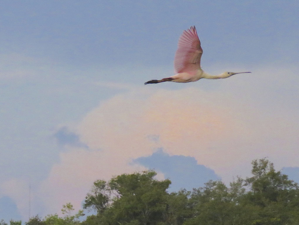 Spoonbill