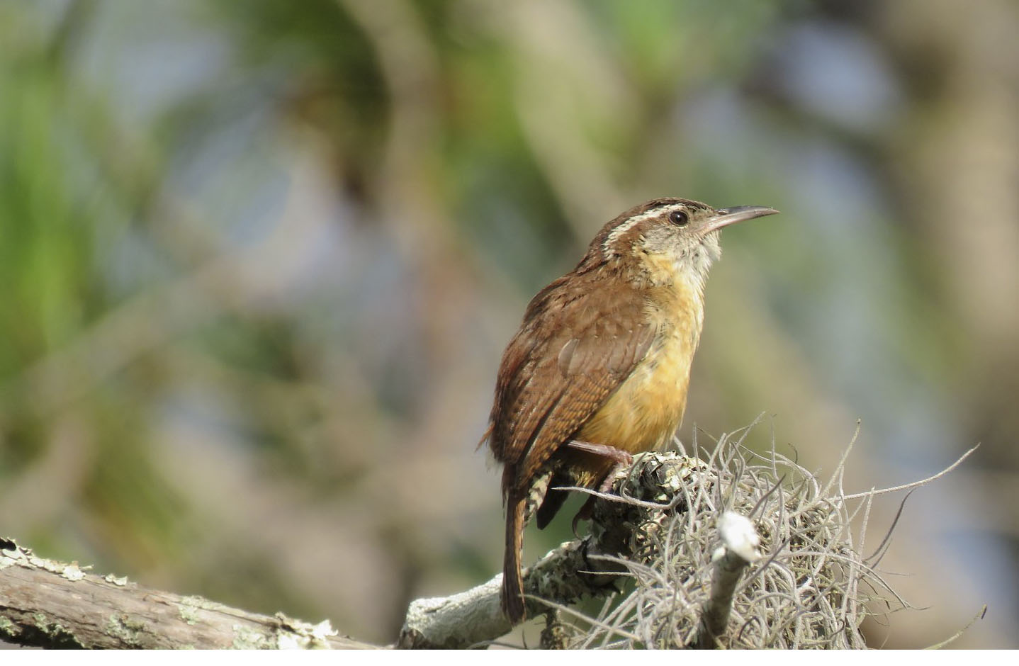 Wren